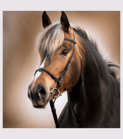 PAARD