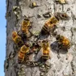 Bijen die op een populier zitten om propolis te maken.