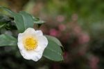 camellia