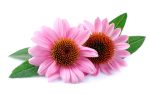 Echinacea