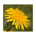 Paardenbloem - Afbeelding 4